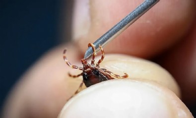 Keneler yeniden meydanlarda! Uzman isim uyarıları sıraladı
