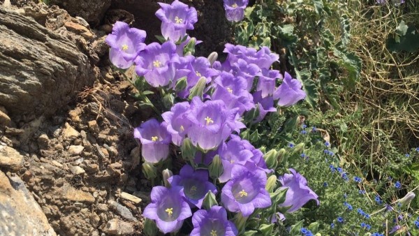 Aydın’da bu çiçeği koparmanın bedeli ağır: 557 bin TL ceza