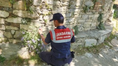 İzmir'de villada kurduğu serada uyuşturucu yetiştiren şüpheliye gözaltı