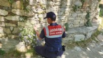 Koparan bin pişman! Dünyada sadece Türkiye'de yetişiyor
