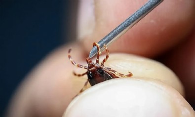 Keneler harekete geçti! Kesinlikle bunu yapmayın