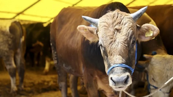 Kurban kesiminde kritik uyarı! Eğer yapılmazsa etin bozulması hızlanır