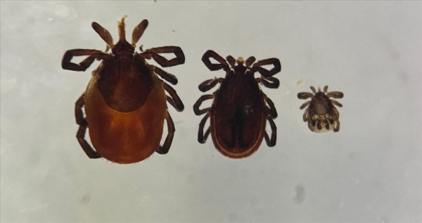 Kene kabusu geri döndü! 5 kişi hayatını kaybetti