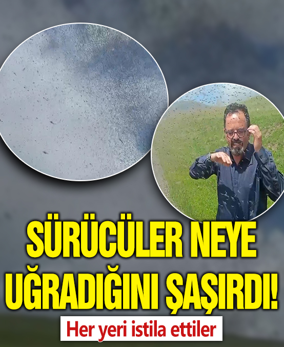 Sürücüler neye uğradığını şaşırdı: Her yeri istila ettiler