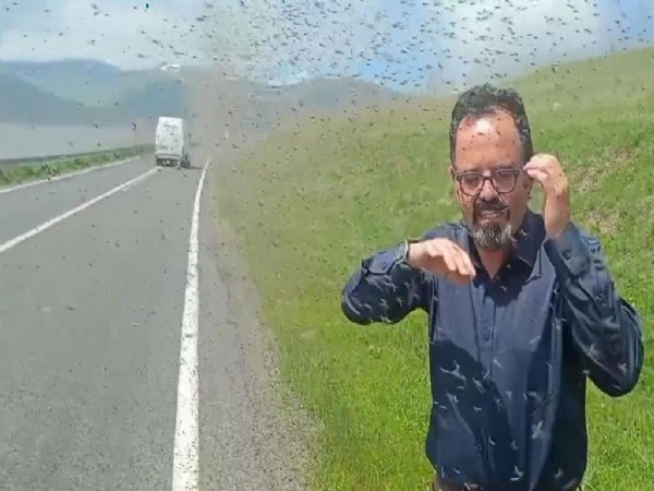 Sürücüler neye uğradığını şaşırdı: Her yeri istila ettiler
