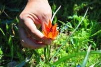 Yalnızca 10 gün canlı kalabilen bu çiçeği koparan, 557 bin TL ceza öder