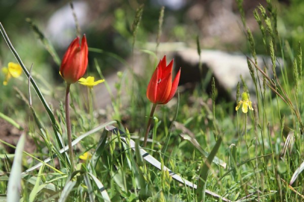 Yalnızca 10 gün canlı kalabilen bu çiçeği koparan, 557 bin TL ceza öder