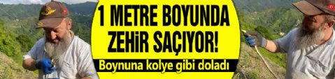 1 metre boyunda zehir saçıyor! Boyunla kolye gibi dolandı