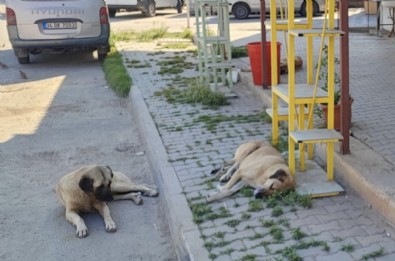 Adana'da sokak köpekleri dehşet saçıyor