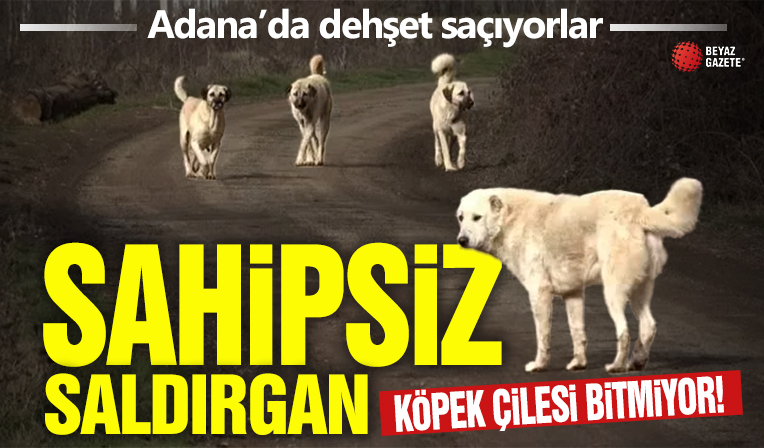 Adana'da sokak köpekleri dehşet saçıyor