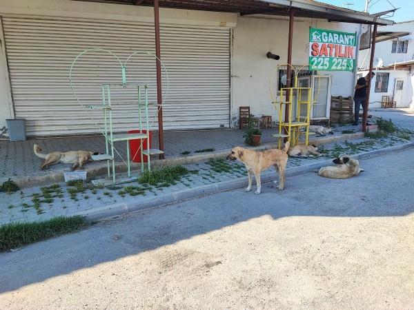 Adana'da sokak köpekleri dehşet saçıyor