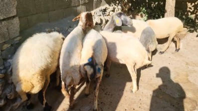 Adıyaman'da sokak köpekleri köylülerin hayvanlarına saldırdı