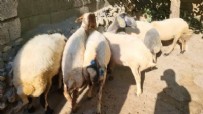 Adıyaman'da sokak köpekleri köylülerin hayvanlarına saldırdı Haberi