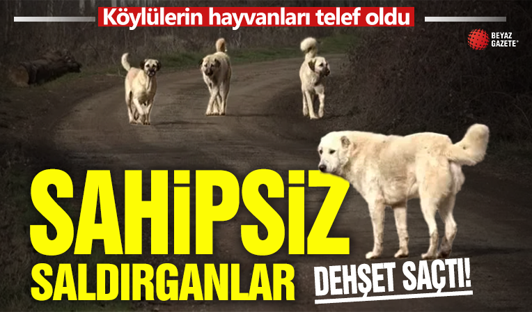 Adıyaman'da sokak köpekleri köylülerin hayvanlarına saldırdı