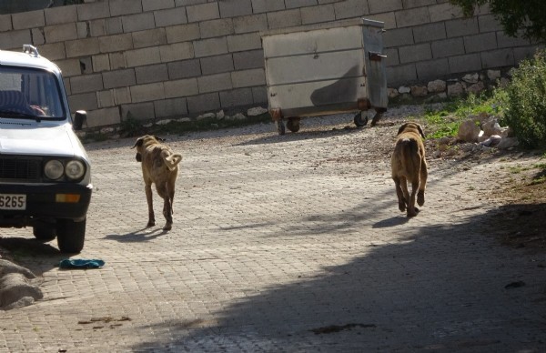 Adıyaman'da sokak köpekleri köylülerin hayvanlarına saldırdı