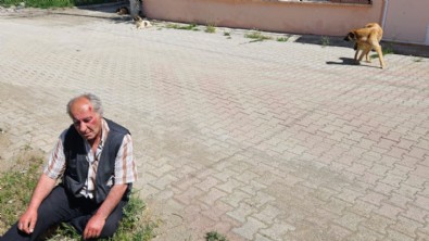 Burdur'da köpeklerin saldırısına uğrayan adam, yaralandı