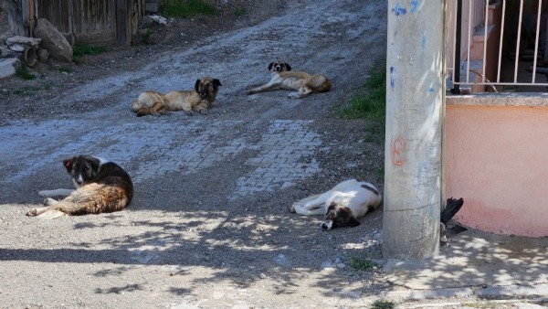 Burdur'da köpeklerin saldırısına uğrayan adam, yaralandı