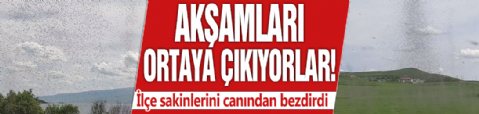 Akşamları ortaya çıkıyorlar! İlçe sakinlerini canından bezdirdi
