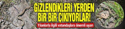 Gizlendikleri yerlerden bir bir çıkıyorlar! Yılanlarla ilgili vatandaşlara önemli uyarı