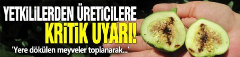 Yetkililerden üreticilere kritik uyarı! 'Yere dökülen meyveler toplanarak...'