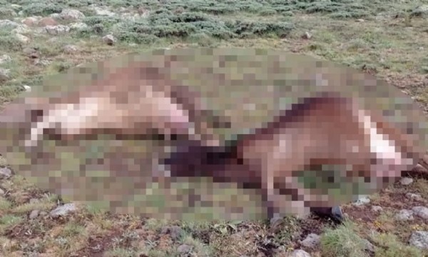 Sivas'ta feci olay! Çoban ve sürüsüne yıldırım düştü