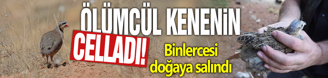 Ölümcül kenenin celladı! Binlercesi doğaya salındı