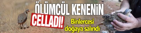 Ölümcül kenenin celladı! Binlercesi doğaya salındı