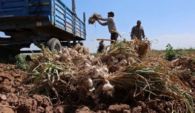 Üç ülke Türkiye'den antibiyotik olarak alıyor! Hasadı başladı