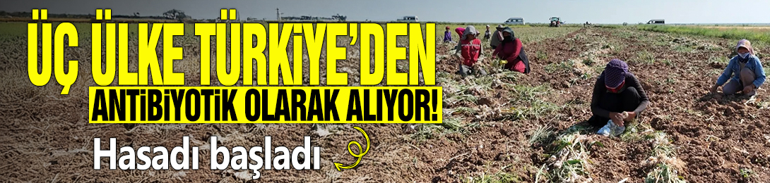 Üç ülke Türkiye'den antibiyotik olarak alıyor! Hasadı başladı