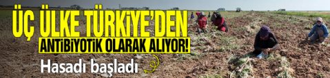 Üç ülke Türkiye'den antibiyotik olarak alıyor! Hasadı başladı