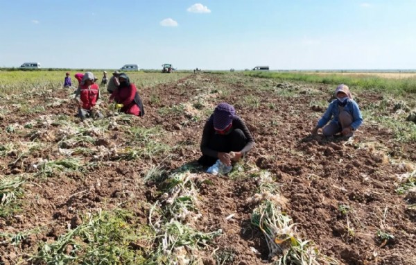 Üç ülke Türkiye'den antibiyotik olarak alıyor! Hasadı başladı
