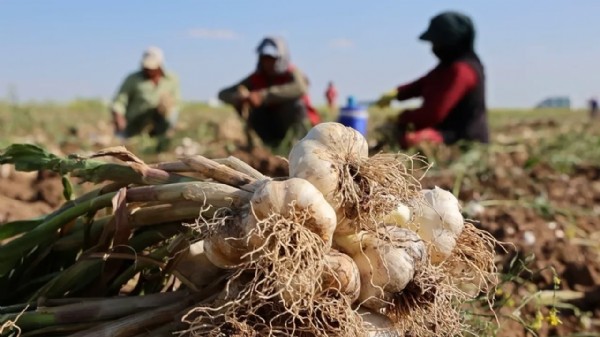 Üç ülke Türkiye'den antibiyotik olarak alıyor! Hasadı başladı
