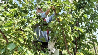 Aromasıyla damak çatlatıyor! Hasat başladı