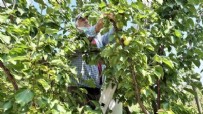 Aromasıyla damak çatlatıyor! Hasat başladı Haberi