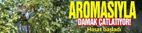 Aromasıyla damak çatlatıyor! Hasat başladı