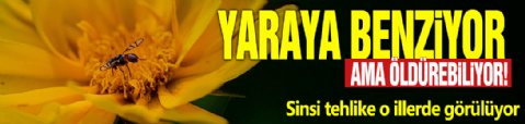 Yaraya benziyor ama öldürebiliyor! Sinsi tehlike o illerde görülüyor