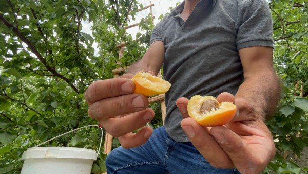 Aromasıyla damak çatlatıyor! Hasat başladı