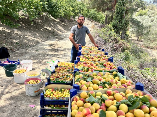Aromasıyla damak çatlatıyor! Hasat başladı