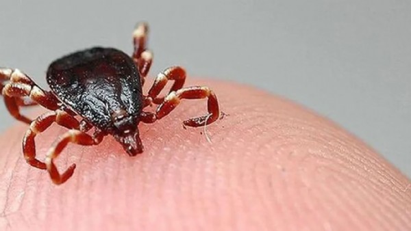 Keneden bir can kaybı daha! Ölü sayısı 8'e yükseldi