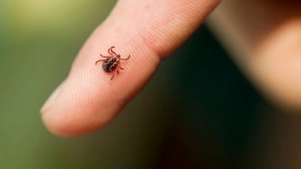 Keneden bir can kaybı daha! Ölü sayısı 8'e yükseldi