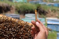 Çöpe değil cebe gidiyor: Kilosu 3 bin TL Haberi