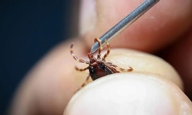 Uzman isimden vatandaşlara kene uyarısı! 'Açık renkli kıyafetler giyin'