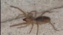Zehri bir insanı öldürebilir! Elazığ'da görüldü Haberi