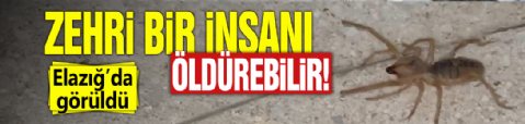 Zehri bir insanı öldürebilir! Elazığ'da görüldü