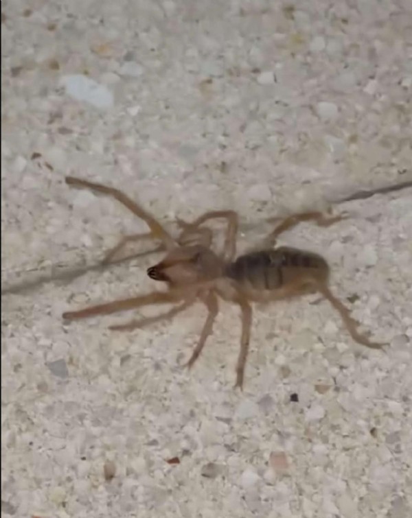 Zehri bir insanı öldürebilir! Elazığ'da görüldü