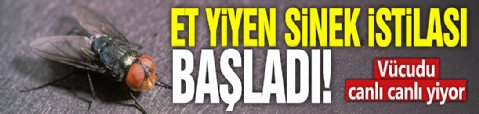 Et yiyen sinek istilası başladı! Vücudu canlı canlı yiyor