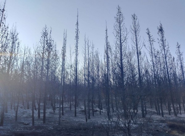 İzmir'deki orman yangını kontrol altına alındı mı?