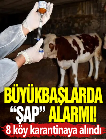 Büyükbaşlarda 'şap' alarmı! 8 köy karantinaya alındı