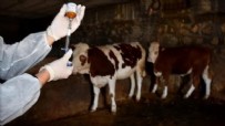 Büyükbaşlarda 'şap' alarmı! 8 köy karantinaya alındı Haberi