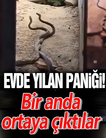 Evde yılan paniği! Bir anda ortaya çıktılar